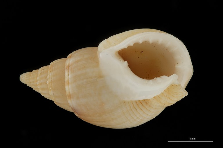 BE-RBINS-INV HOLOTYPE MT 102 Nassa soror VENTRAL ZS DMap Scaled.jpg