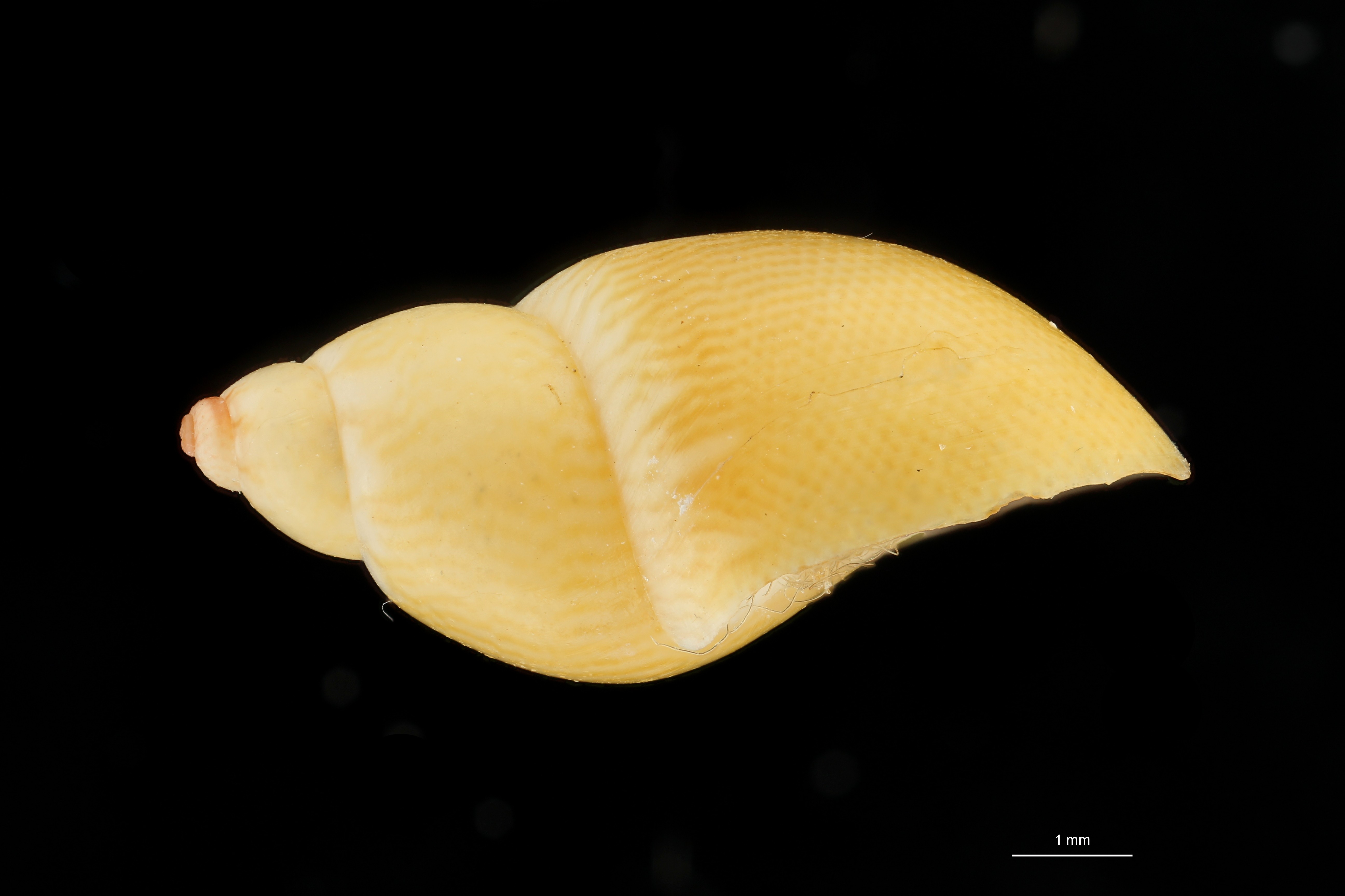 BE-RBINS-INV HOLOTYPE MT 38 Phasianella speciosa var. aurea LATERAL ZS DMap Scaled.jpg