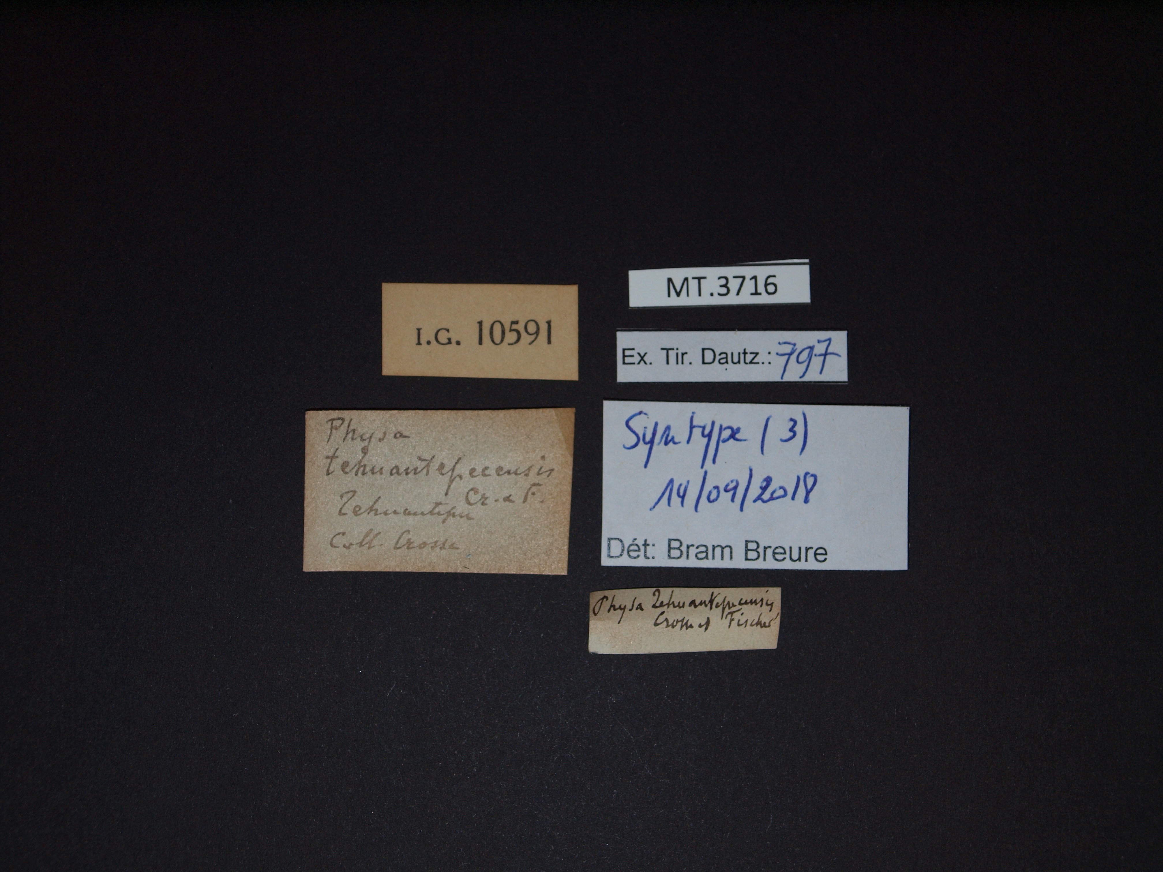 BE-RBINS-INV SYNTYPE MT.3716 Physa tehuantepecensis LABELS.jpg