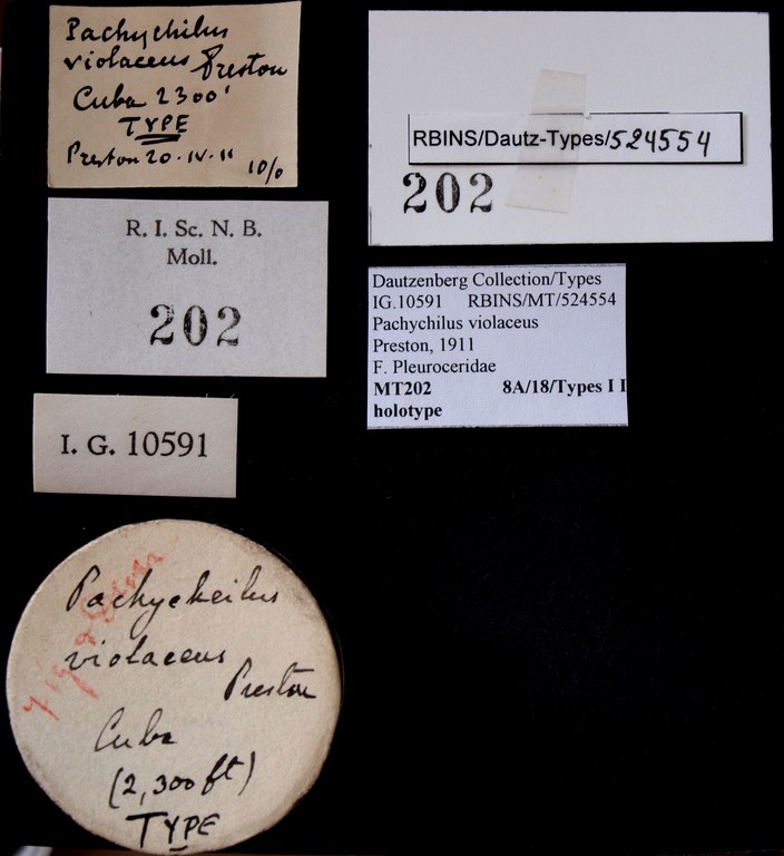 BE-RBINS-INV HOLOTYPE MT 202 Pachychilus violaceus LABELS.jpg