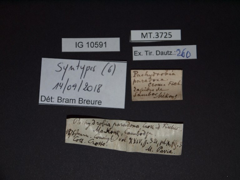 BE-RBINS-INV SYNTYPE MT.3725 Pachydrobia paradoxa LABELS.jpg