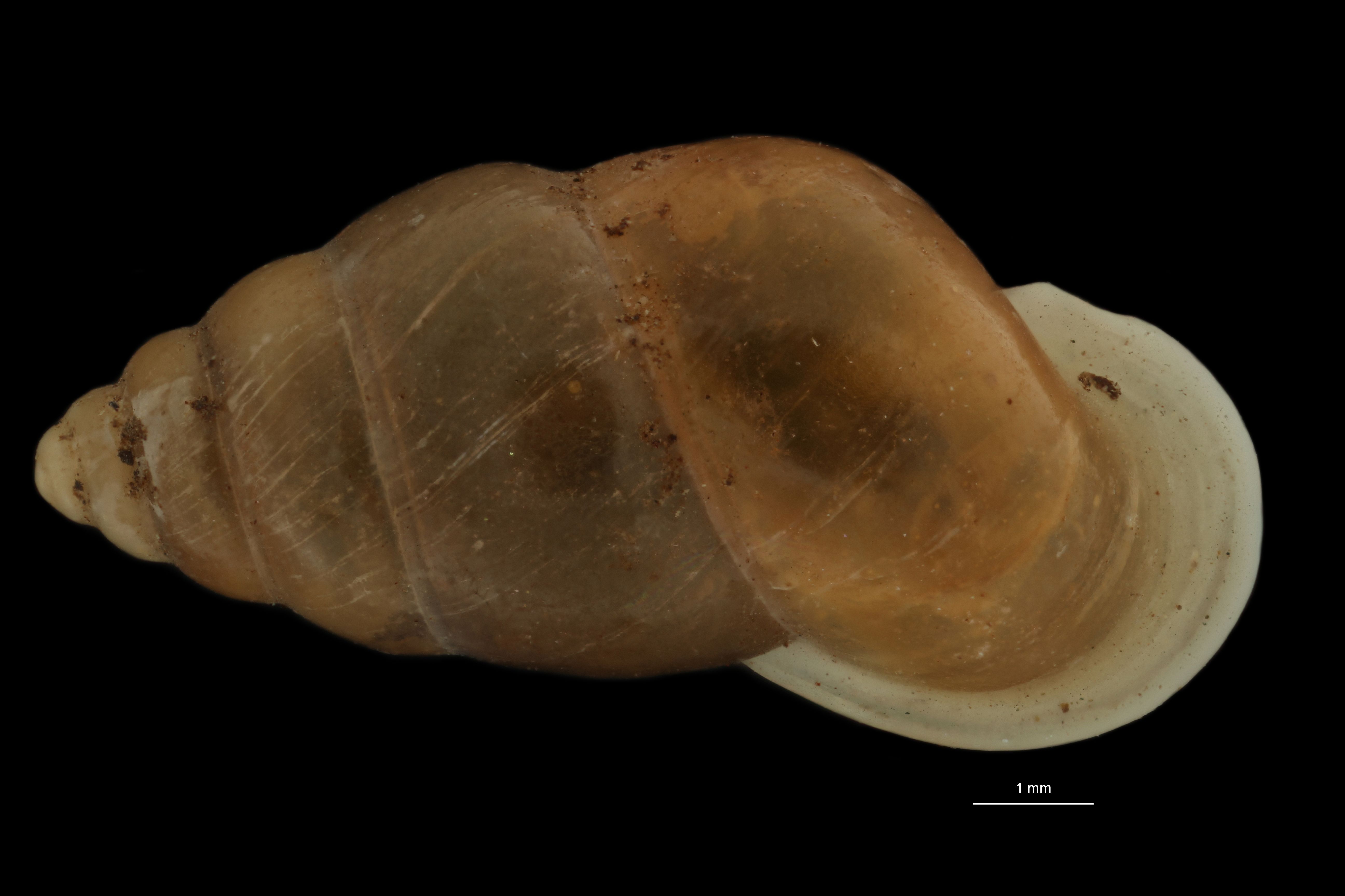 BE-RBINS-INV PARATYPE MT.976/2 Pupina (Tylotoechus) tonkiana DORSAL.jpg