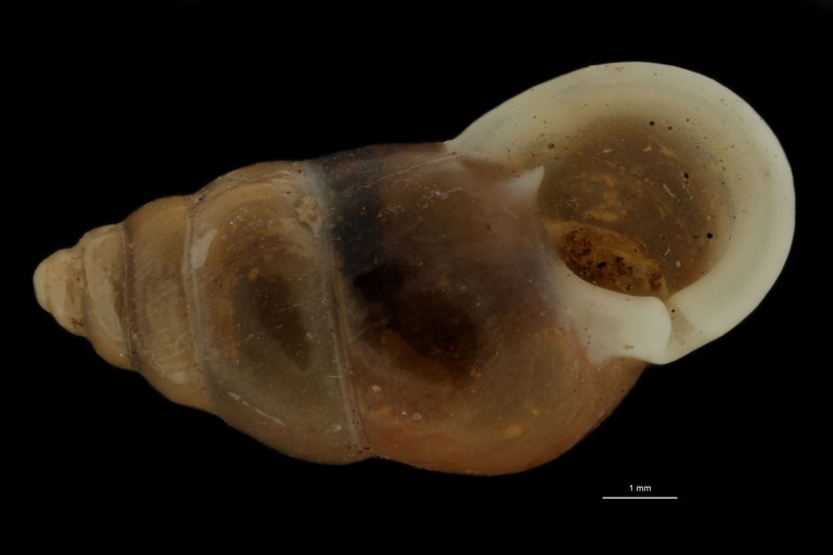 BE-RBINS-INV PARATYPE MT.976/2 Pupina (Tylotoechus) tonkiana FRONTAL.jpg