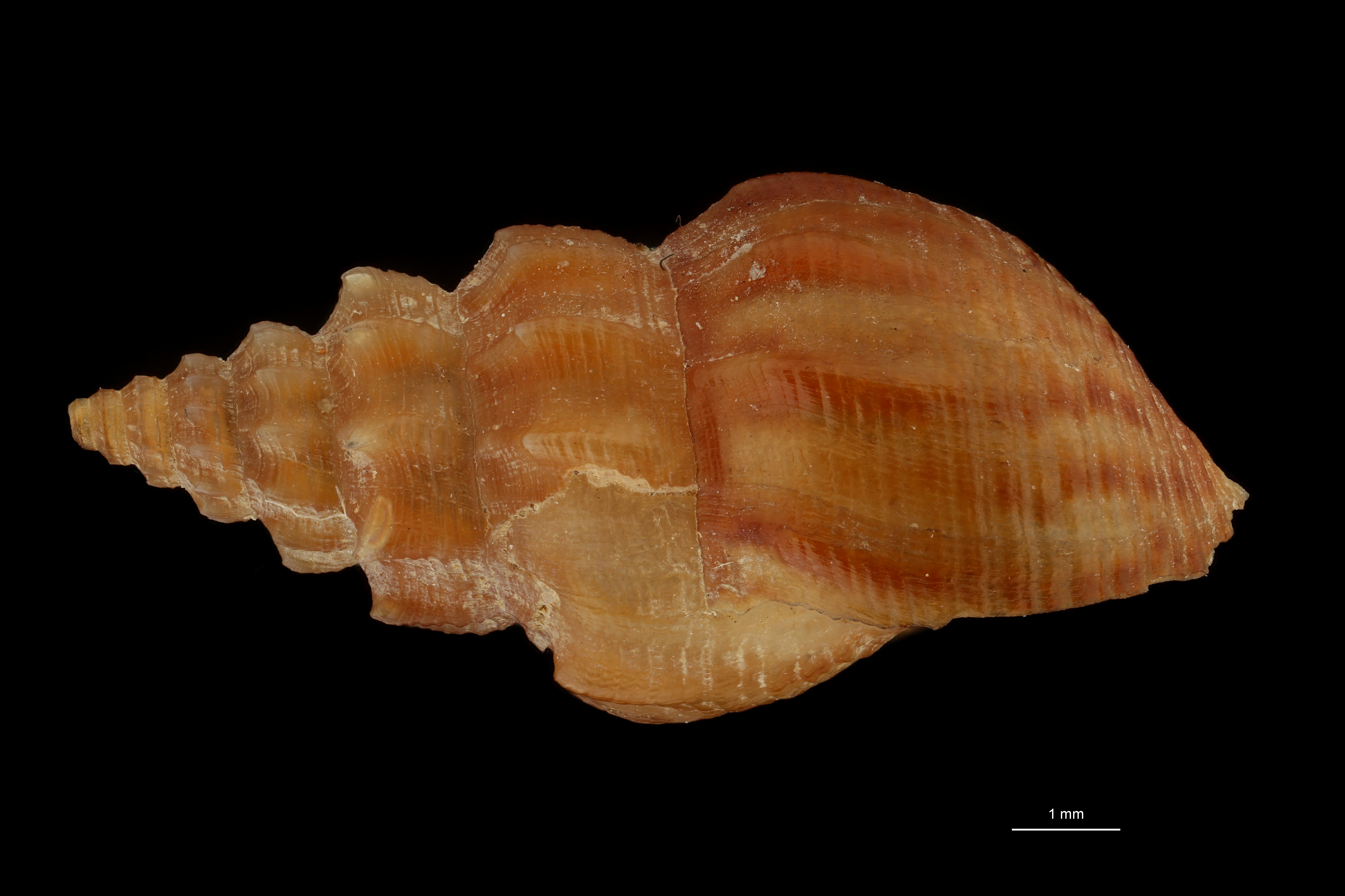 BE-RBINS-INV HOLOTYPE MT 205 Melania keiensis LATERAL ZS DMap Scaled.jpg