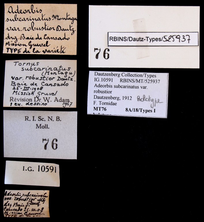 BE-RBINS-INV HOLOTYPE MT 76 Adeorbis subcarinatus var. robustior LABELS.jpg