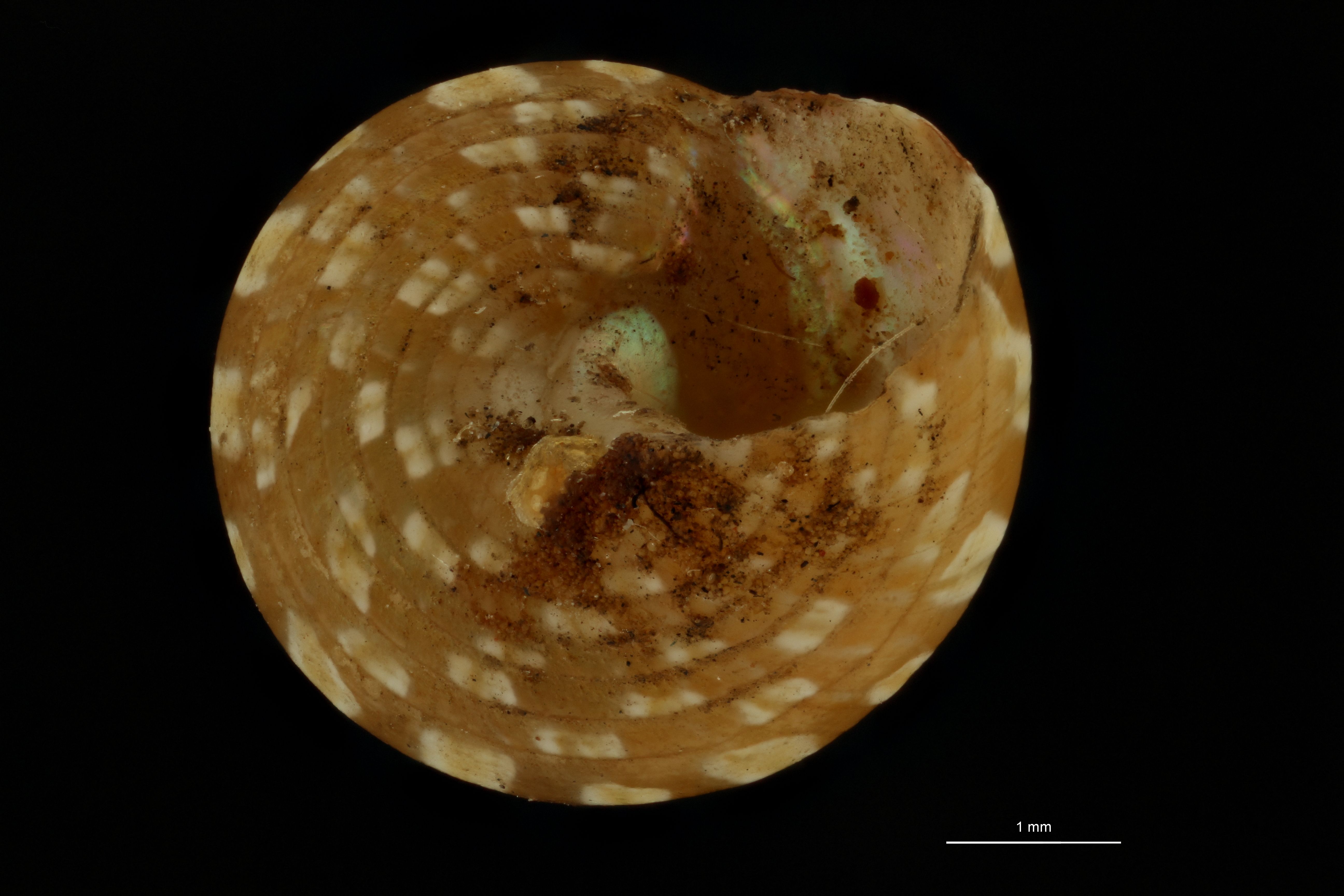 BE-RBINS-INV SYNTYPE MT.3723 Trochus tiberianus BUCAL.jpg