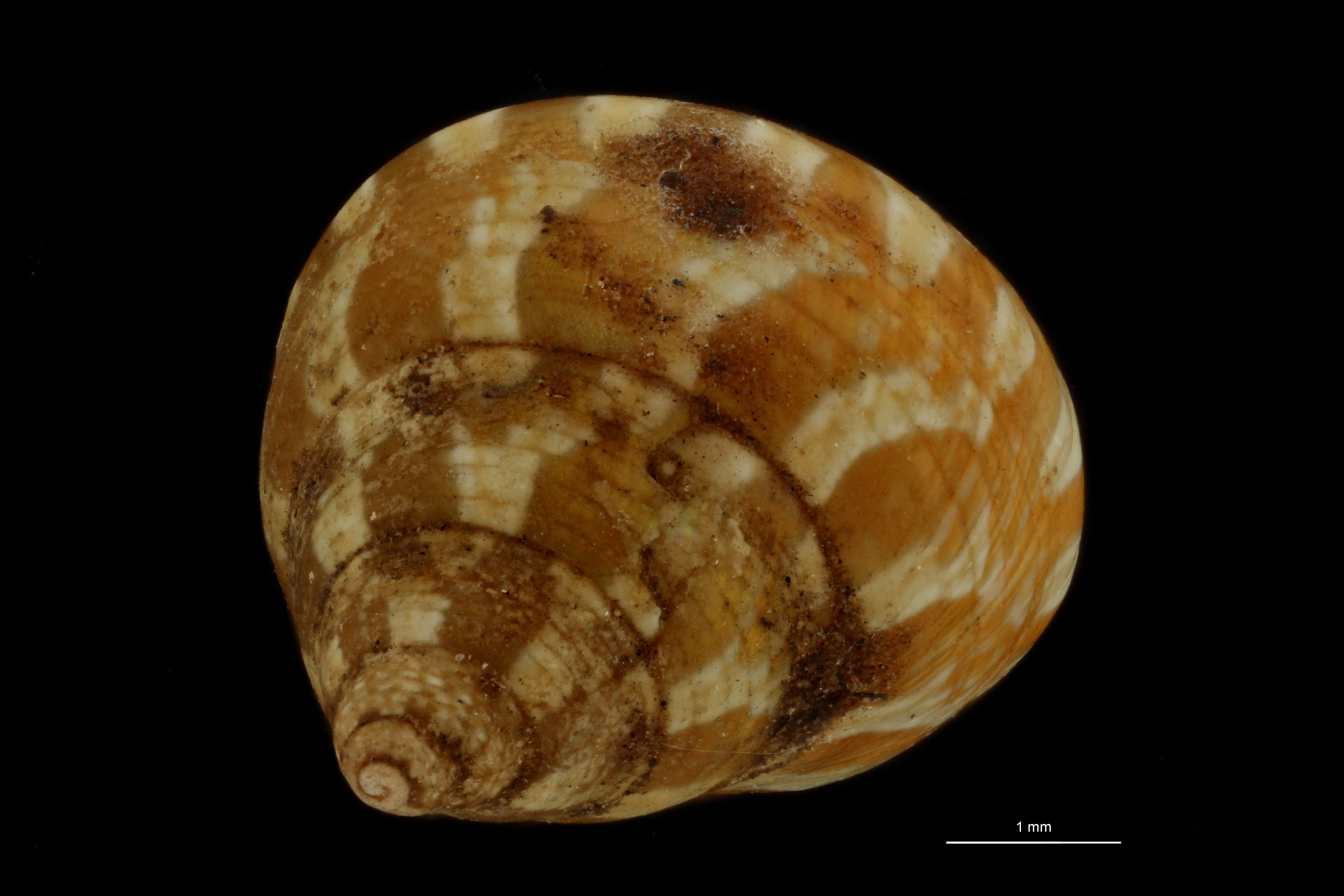 BE-RBINS-INV SYNTYPE MT.3723 Trochus tiberianus DORSAL.jpg