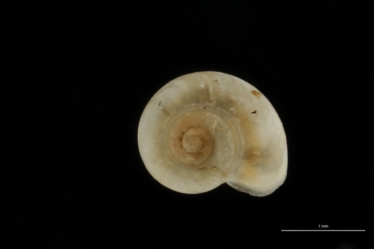 BE-RBINS-INV HOLOTYPE MT 20 Circulus senegalensis DORSAL ZS DMap Scaled.jpg