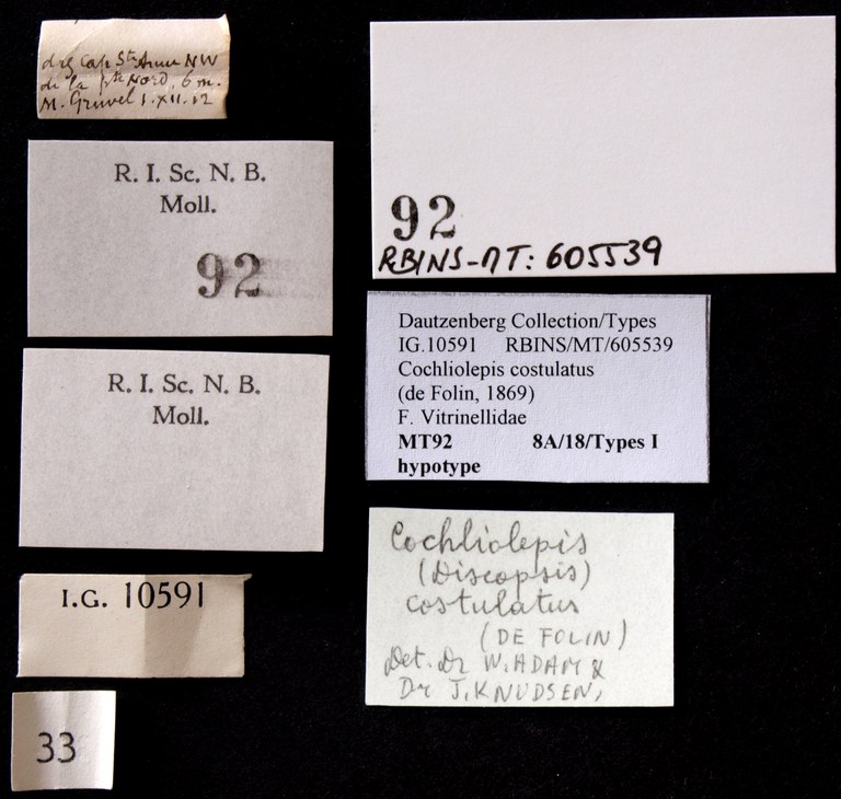 BE-RBINS-INV HYPOTYPE MT 92 Cochliolepis (Discopis) costulatus LABELS.jpg
