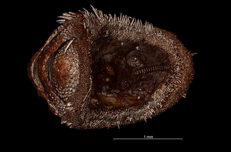 BE-RBINS-INV HOLOTYPE MT.2960/1 Acanthochiton minutus MICROCT XRE VENTRAL.jpg