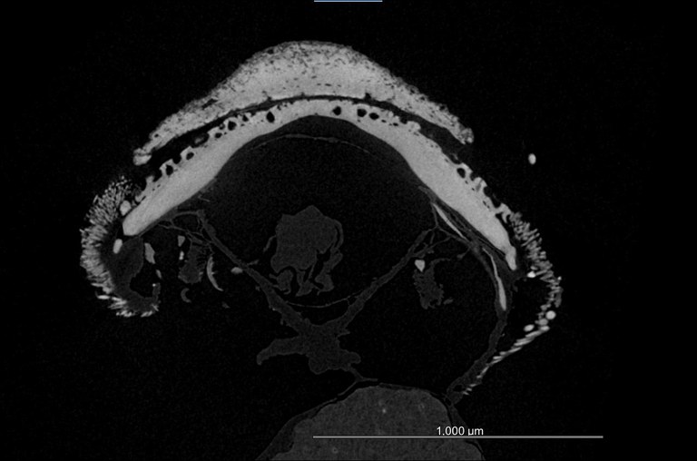 BE-RBINS-INV HOLOTYPE MT.2960/1 Acanthochiton minutus MICROCT XRE CROSS SECTION.jpg