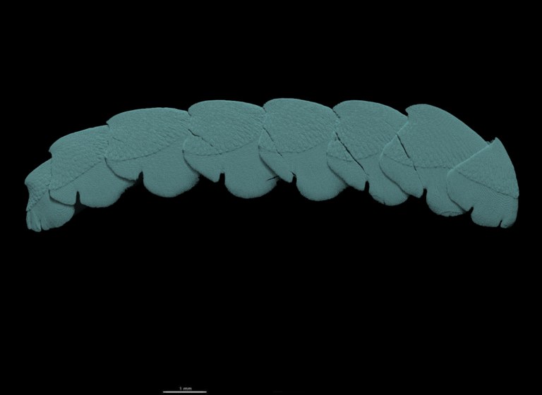 BE-RBINS-INV HOLOTYPE MT.3783 Acanthochiton oblongus MICROCT XRE LATERAL.jpg