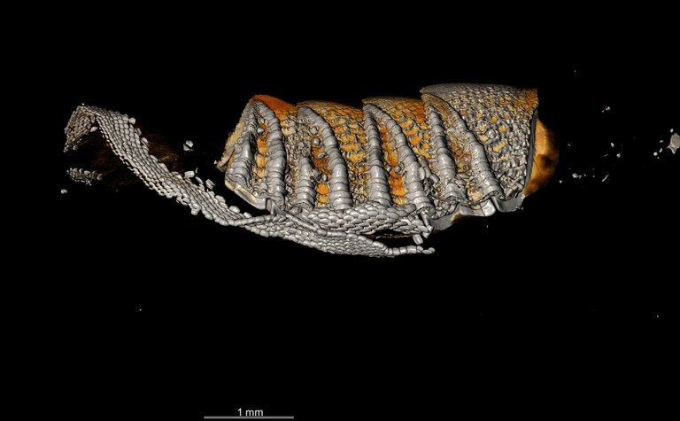 BE-RBINS-INV HOLOTYPE MT.3742/1 Callistochiton belliatus MICROCT XRE LATERAL.jpg