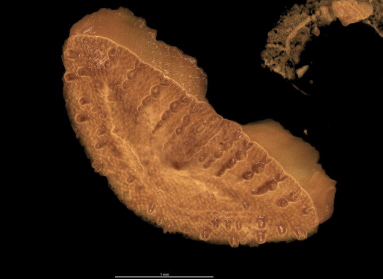 BE-RBINS-INV HOLOTYPE MT.3620/1 Chaetopleura unilineata MCT XRE POSTERIOR PLATE.jpg