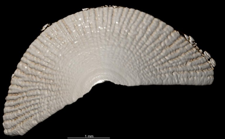 BE-RBINS-INV HOLOTYPE MT.3621 Ischnochiton leopoldi MICROCT XRE anterior plate dorsal.jpg