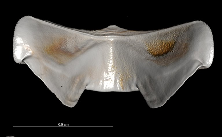 BE-RBINS-INV PARAYPE MT.3603 Lepidopleurus philippinus MICROCT XRE PLATES VENTRAL.jpg
