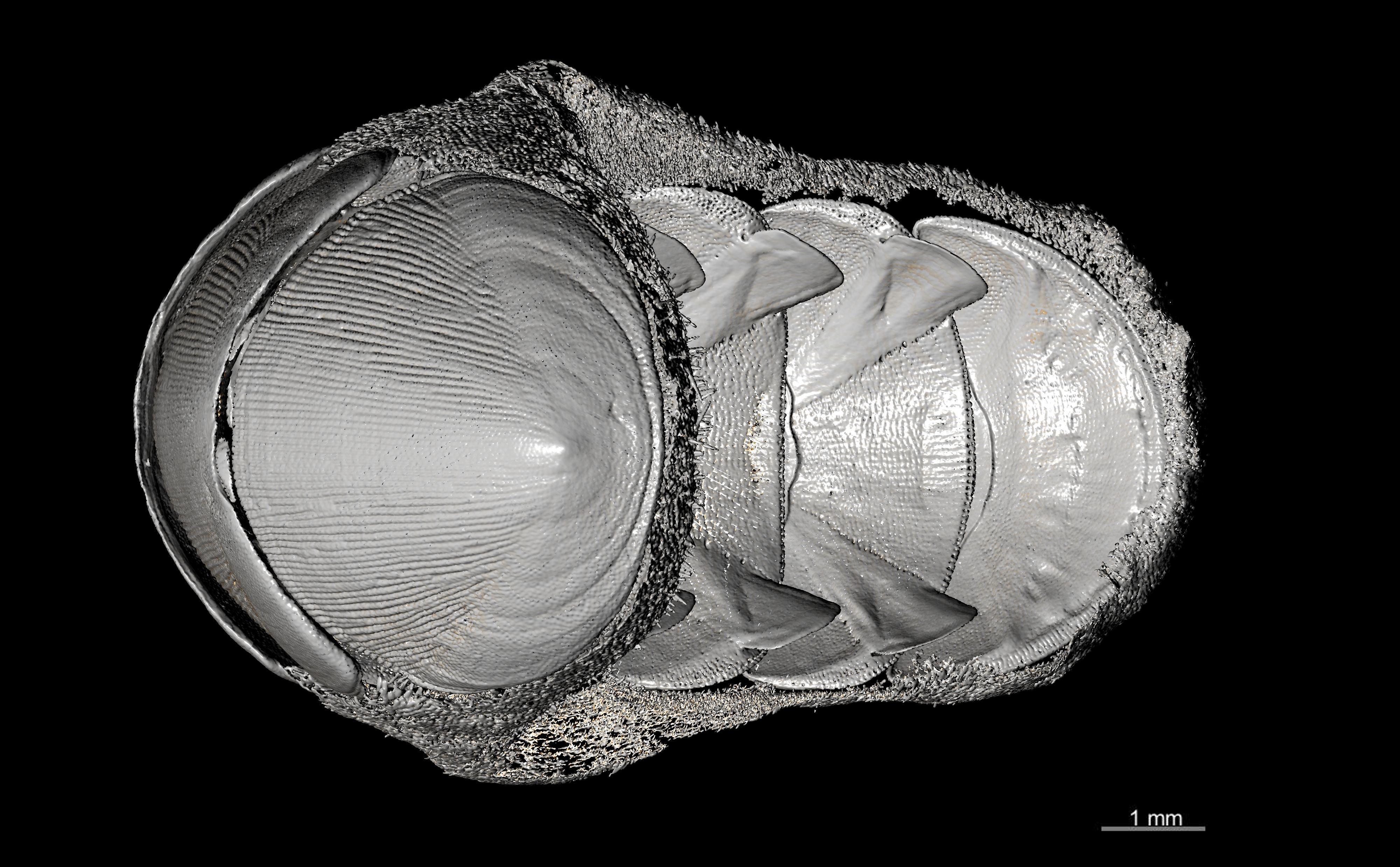 BE-RBINS-INV PARATYPE MT.3605 Leptochiton (Parachiton) fornix MICROCT XRE ANTEROVENTRAL.jpg