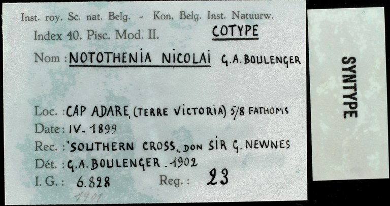 23 Notothenia nicolaï 6828 ticket.JPG