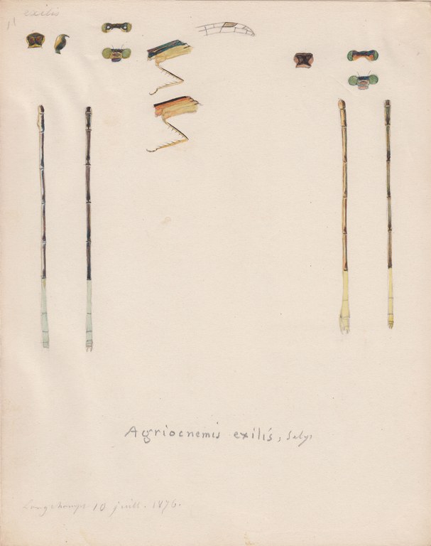Agriocnemis exilis.jpg