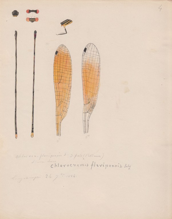 Chlorocnemis flavipennis.jpg