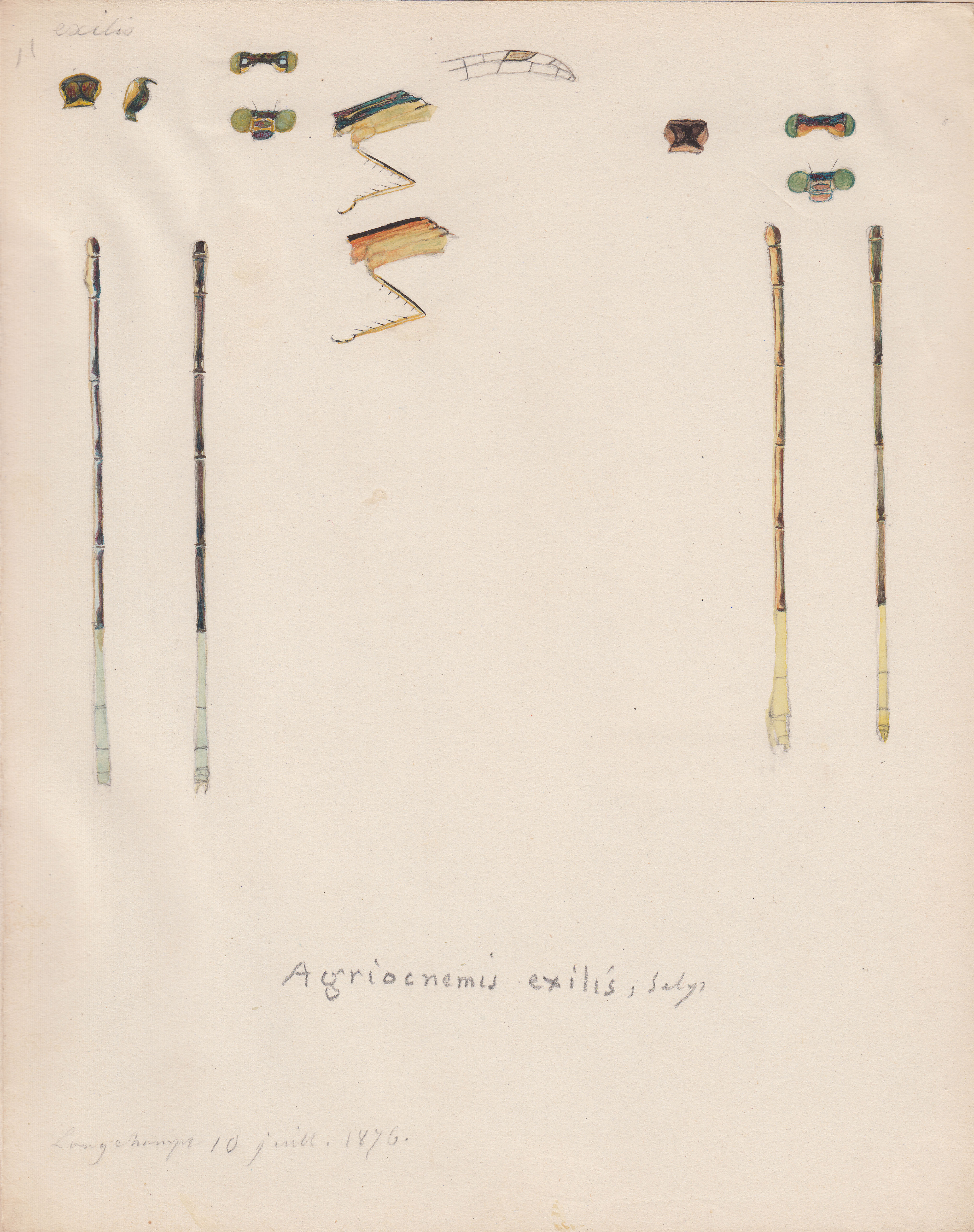 Agriocnemis exilis.jpg