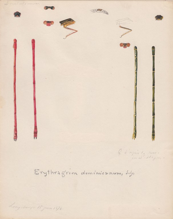 Erythragrion dominicanum.jpg