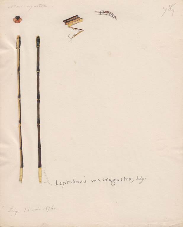 Leptobasis macrogastra.jpg