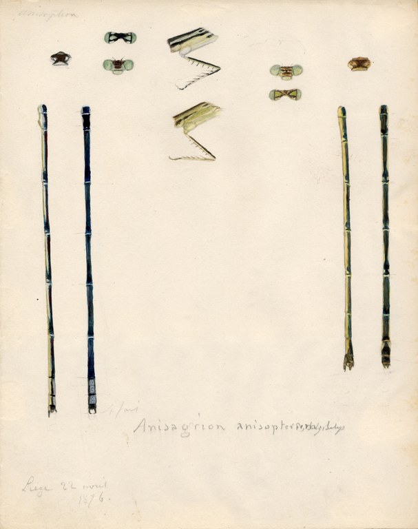 Anisagrion anisopterum.jpg