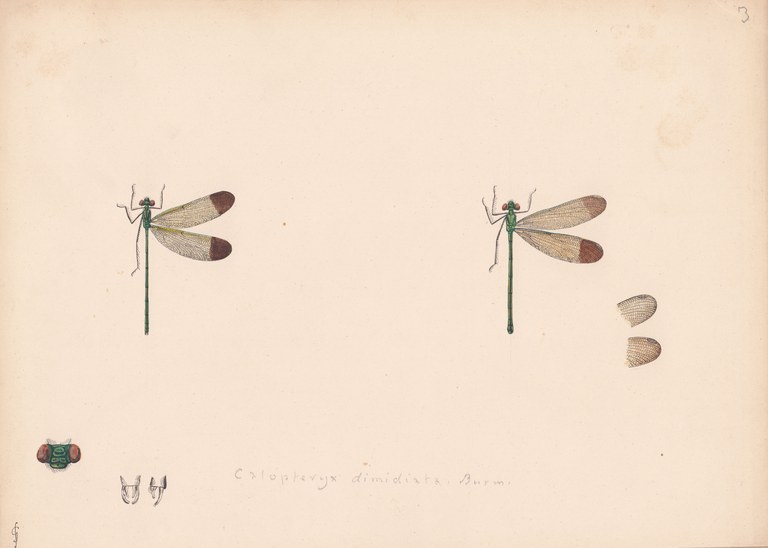 Calopteryx dimidiata variety aequabilis.jpg