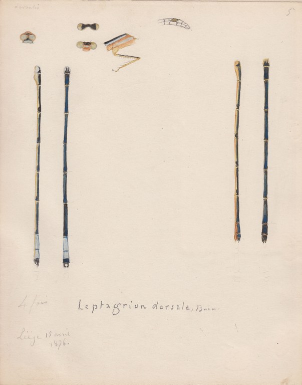 Leptagrion dorsale.jpg