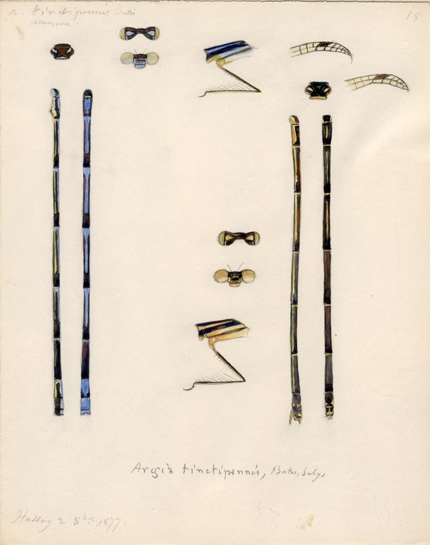 Argia tinctipennis.jpg