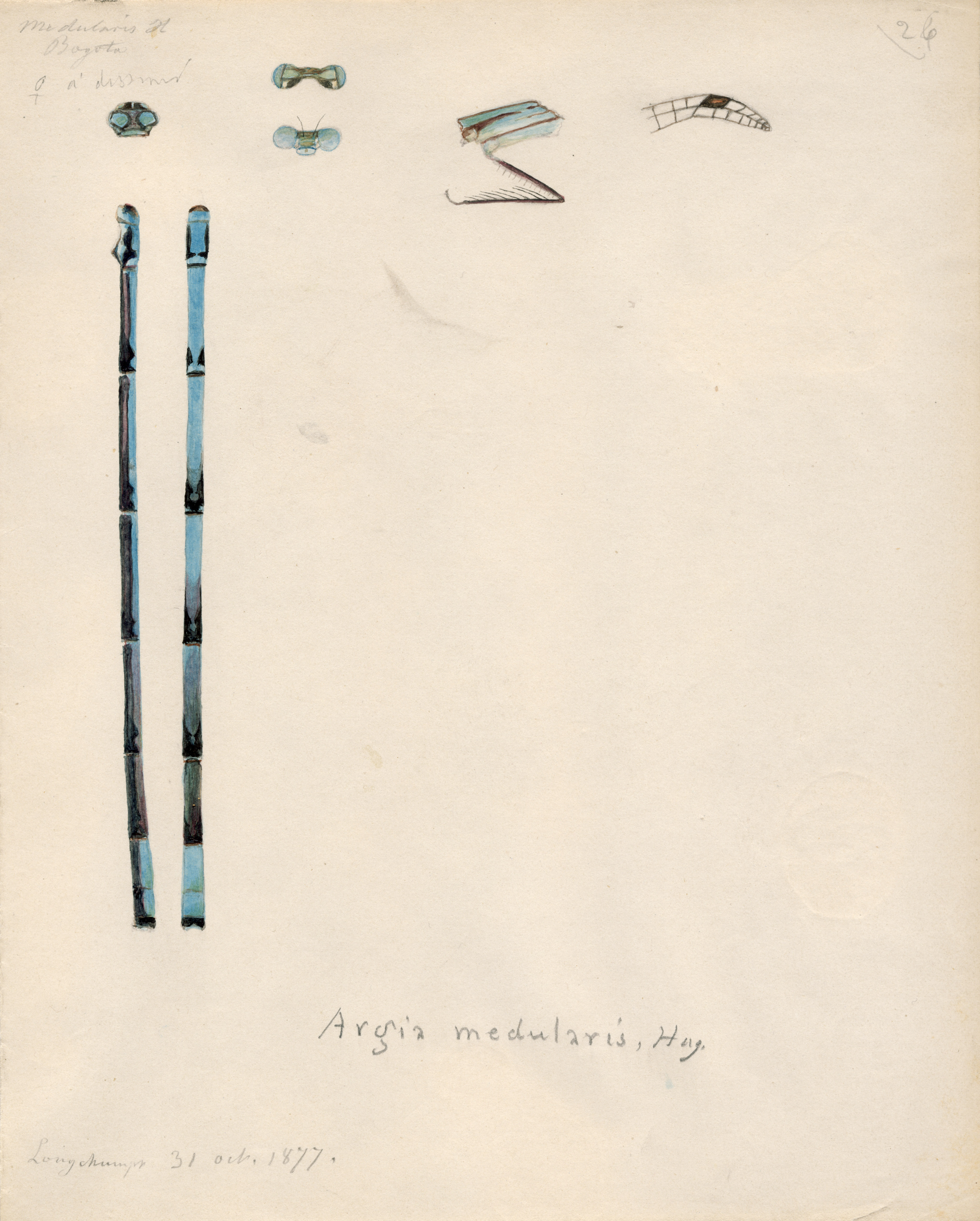Argia medularis.jpg