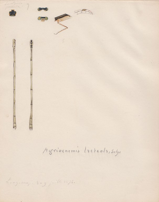Agriocnemis lacteola.jpg
