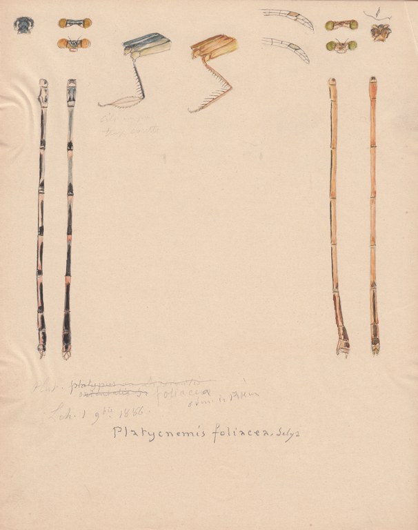 Platycnemis foliacea.jpg