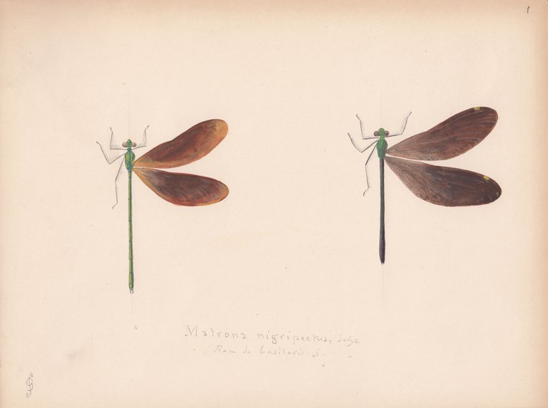Matrona nigripectus variety basilaris.jpg