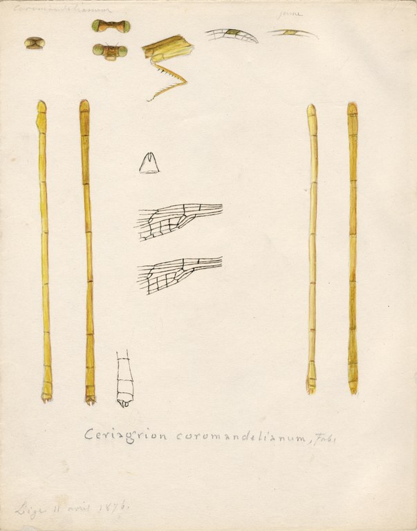 Ceriagrion coromandelianum.jpg