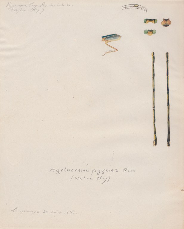 Agriocnemis pygmea.jpg