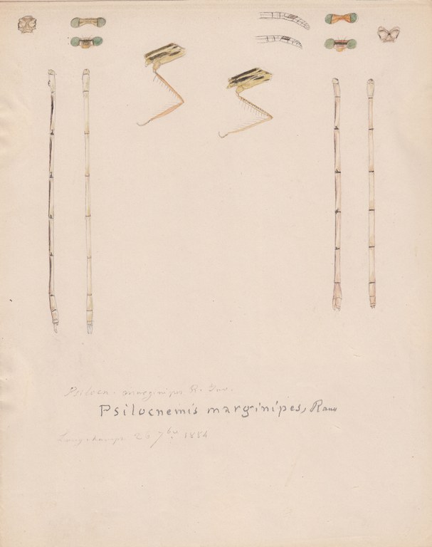 Psilocnemis marginipes.jpg