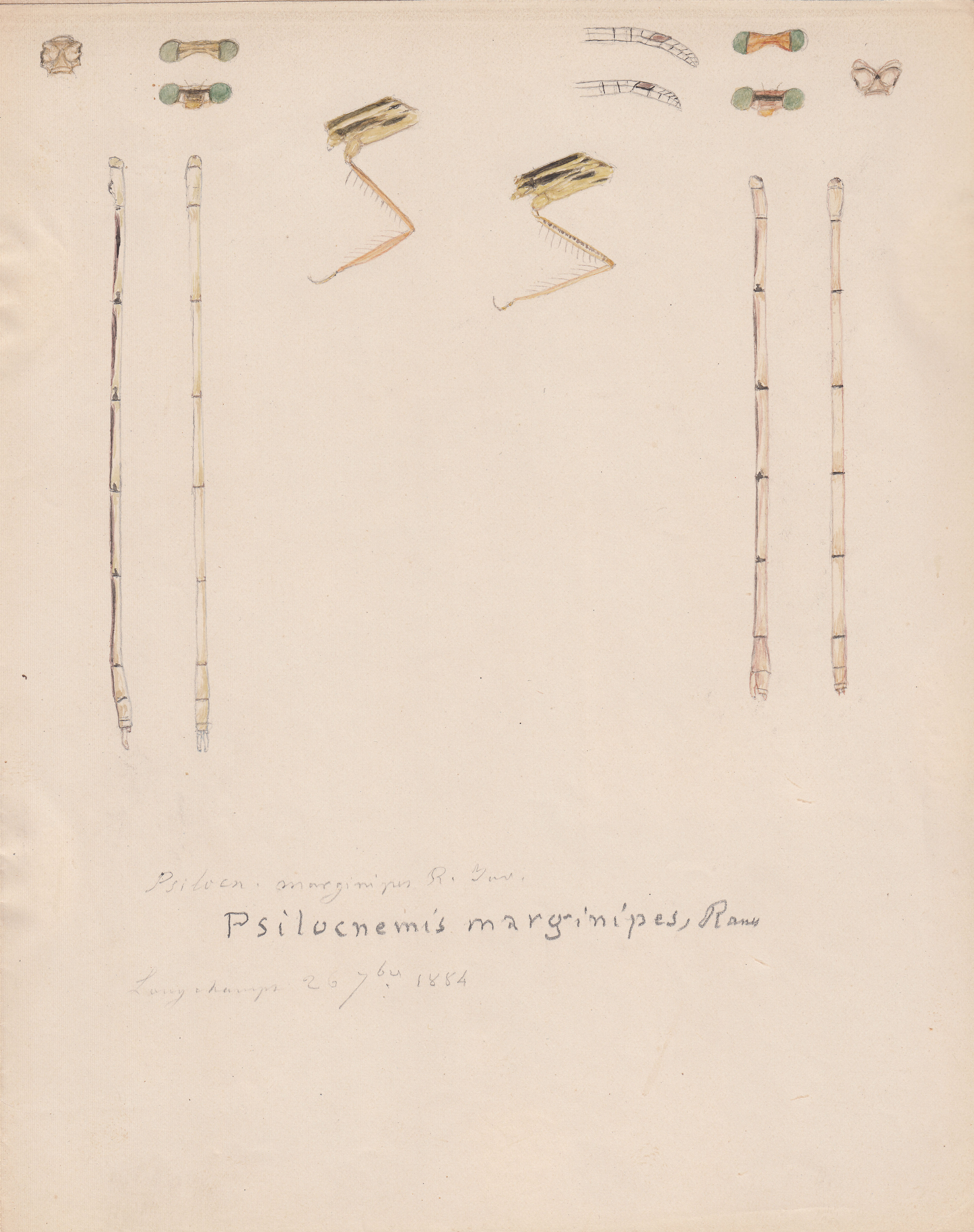 Psilocnemis marginipes.jpg