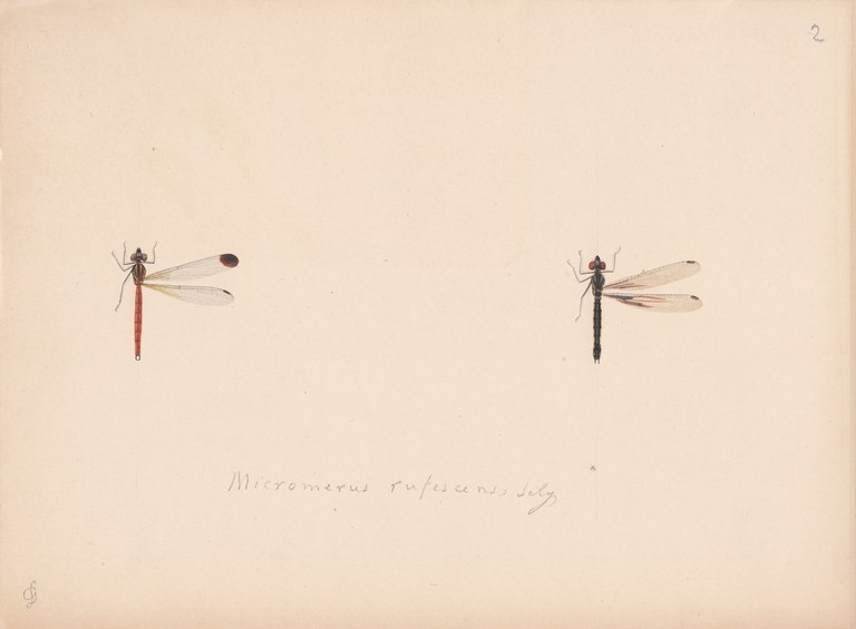 Micromerus rufescens.jpg