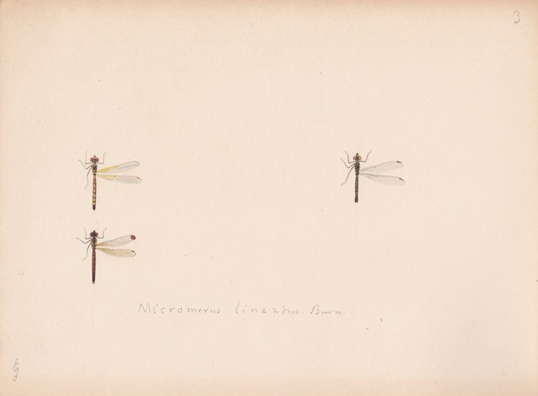 Micromerus lineatus.jpg