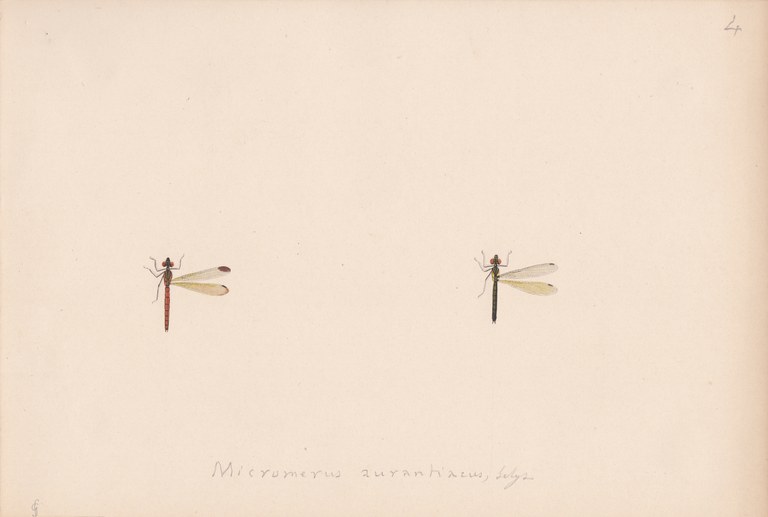 Micromerus aurantiacus.jpg