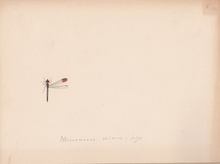 Micromerus mimus.jpg