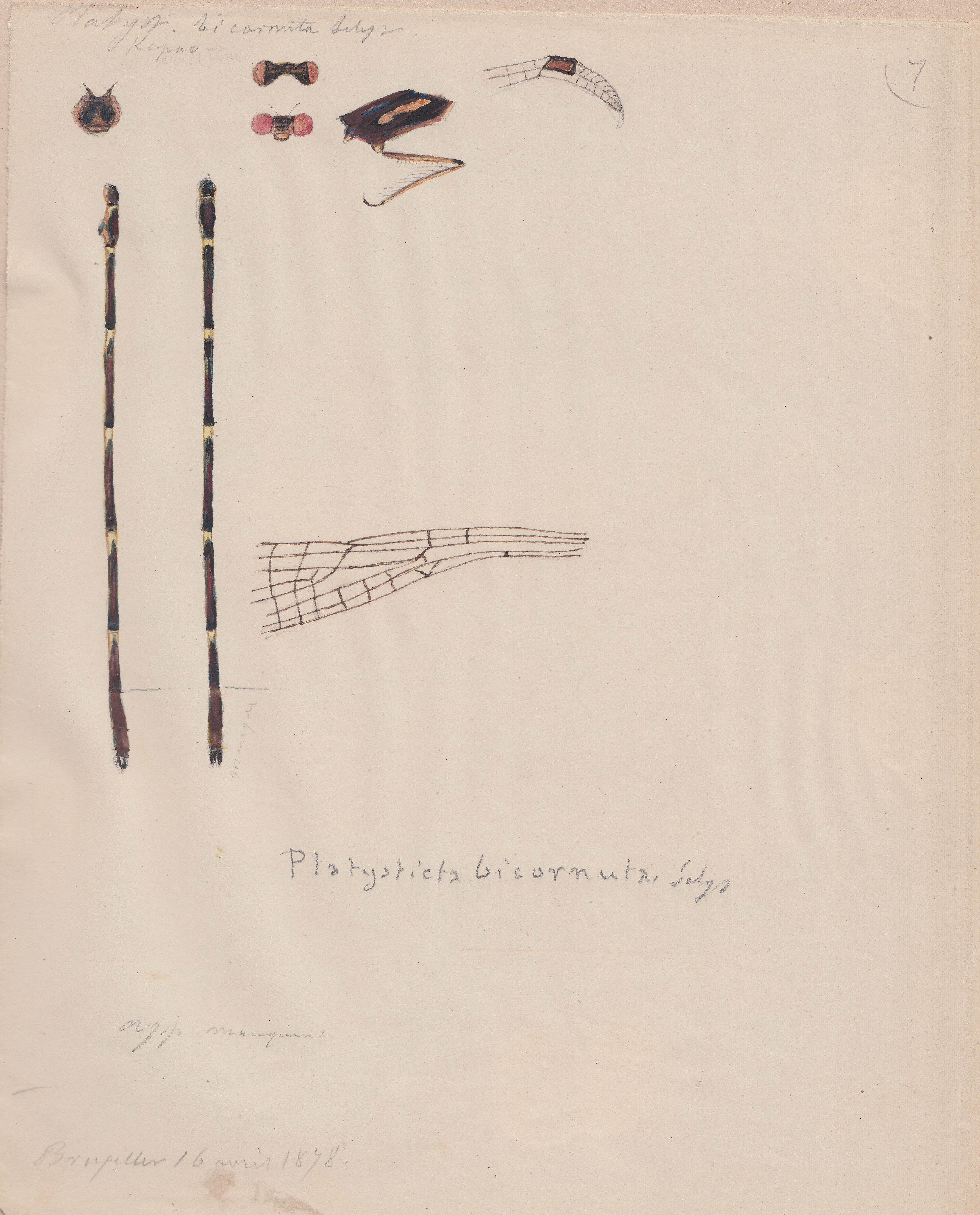 Platysticta bicornuta.jpg