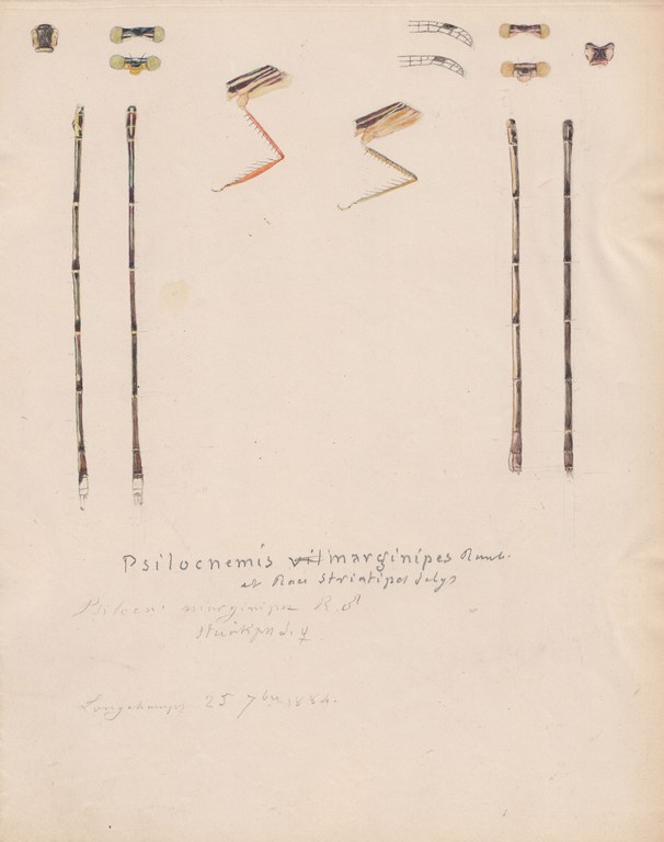 Psilocnemis marginipes variety striatipos.jpg