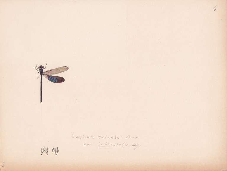 Euphaea tricolor variety subcostalis.jpg