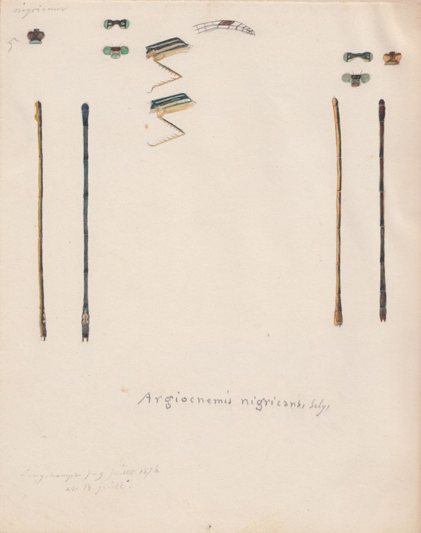 Argiocnemis nigricans.jpg