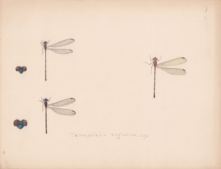 Tetraphlebia argioides.jpg