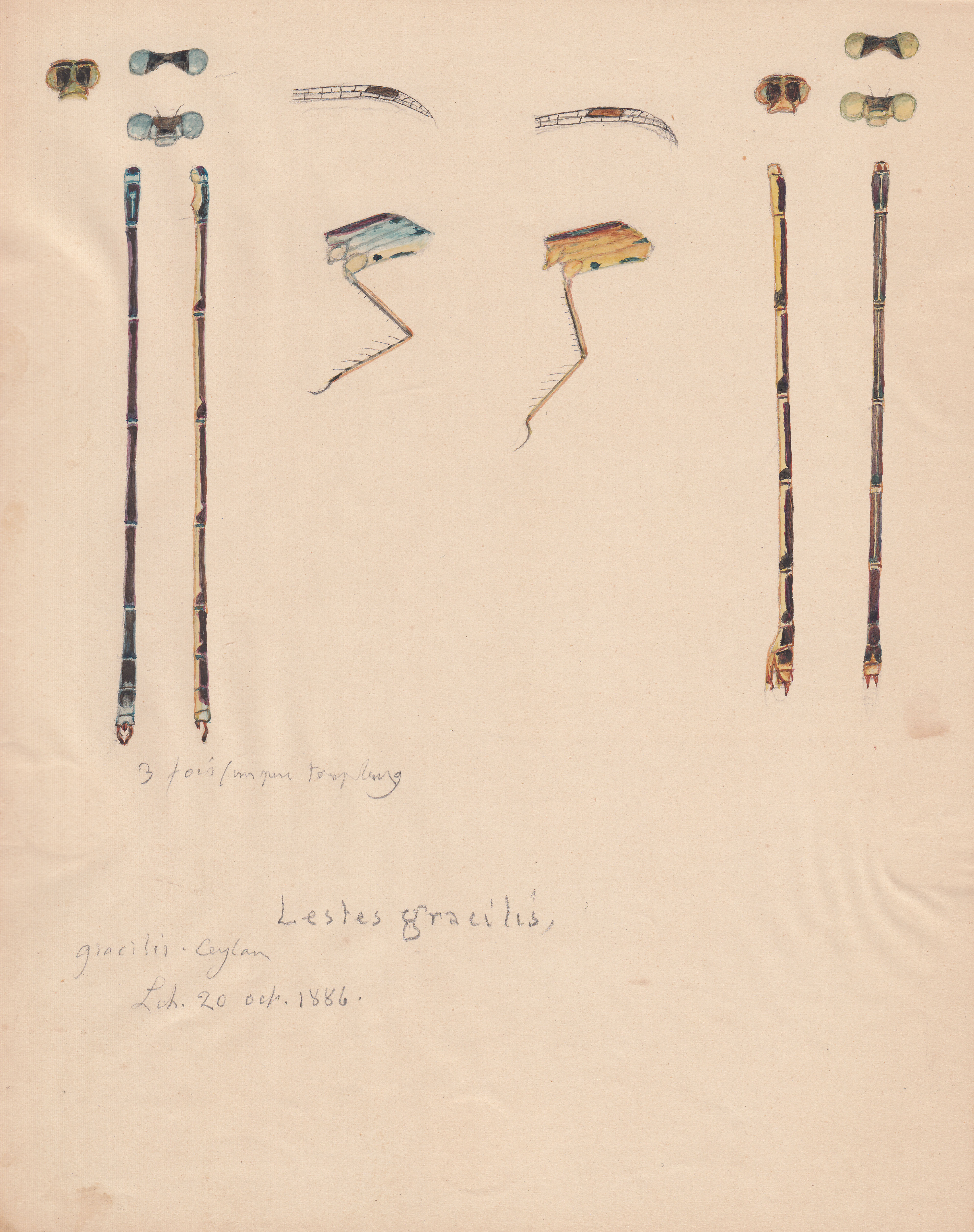 Lestes gracilis.jpg