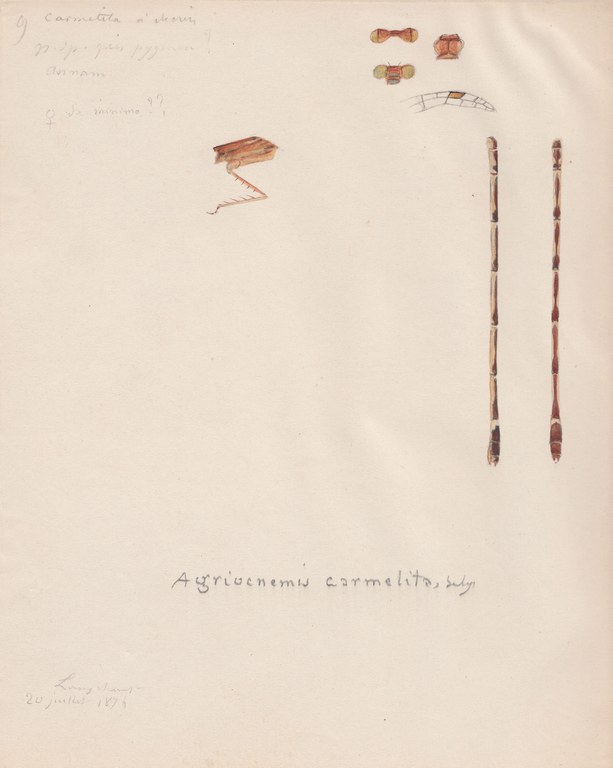 Agriocnemis carmelita.jpg